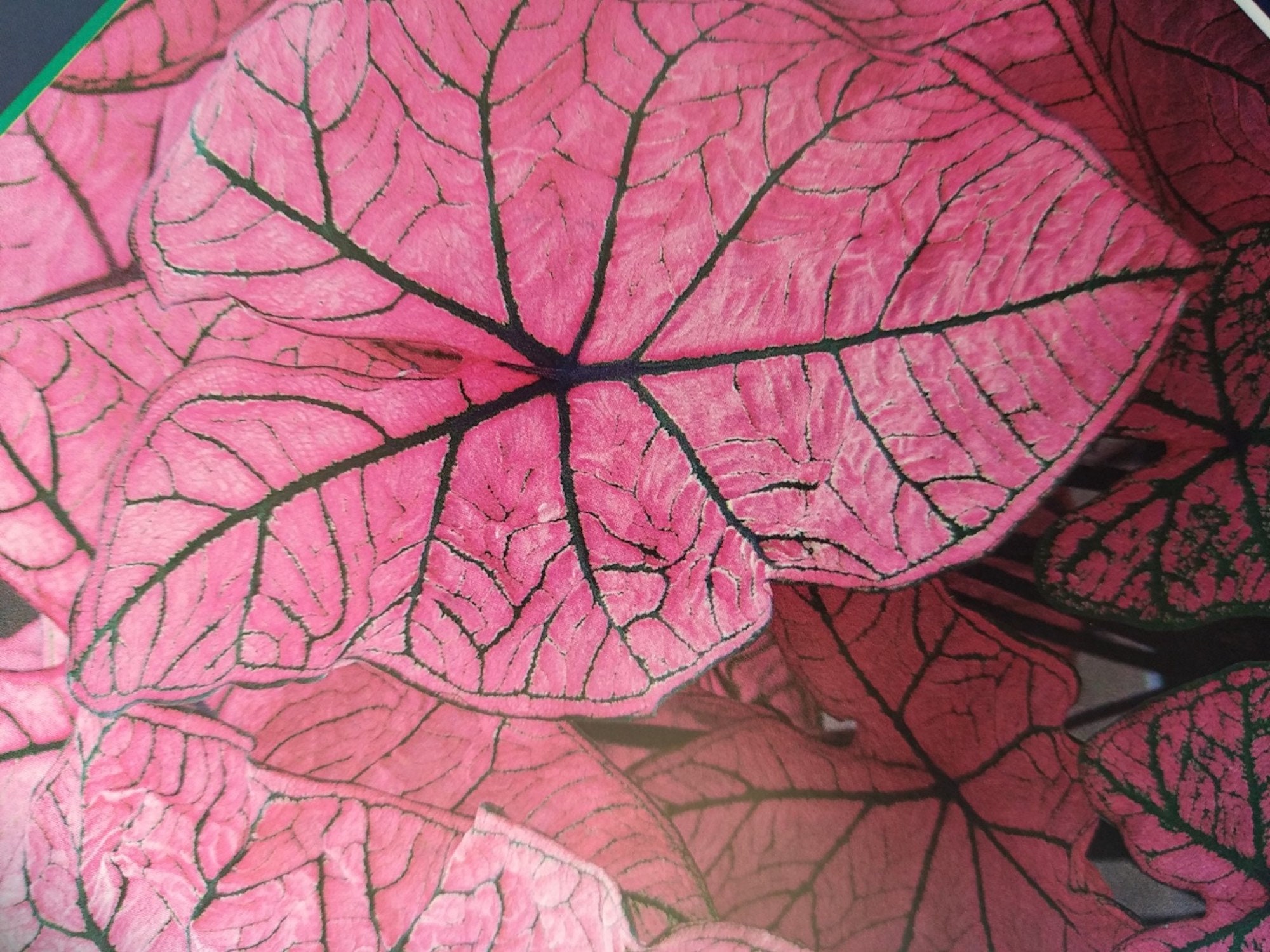 Caladium Spring Fling