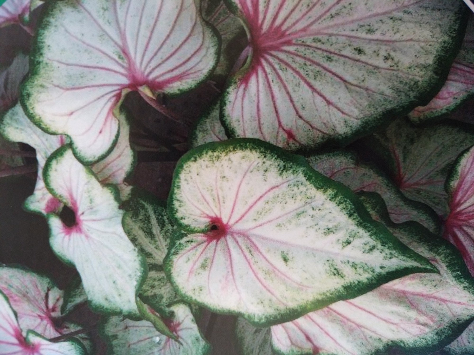 Caladium Pearl Bush