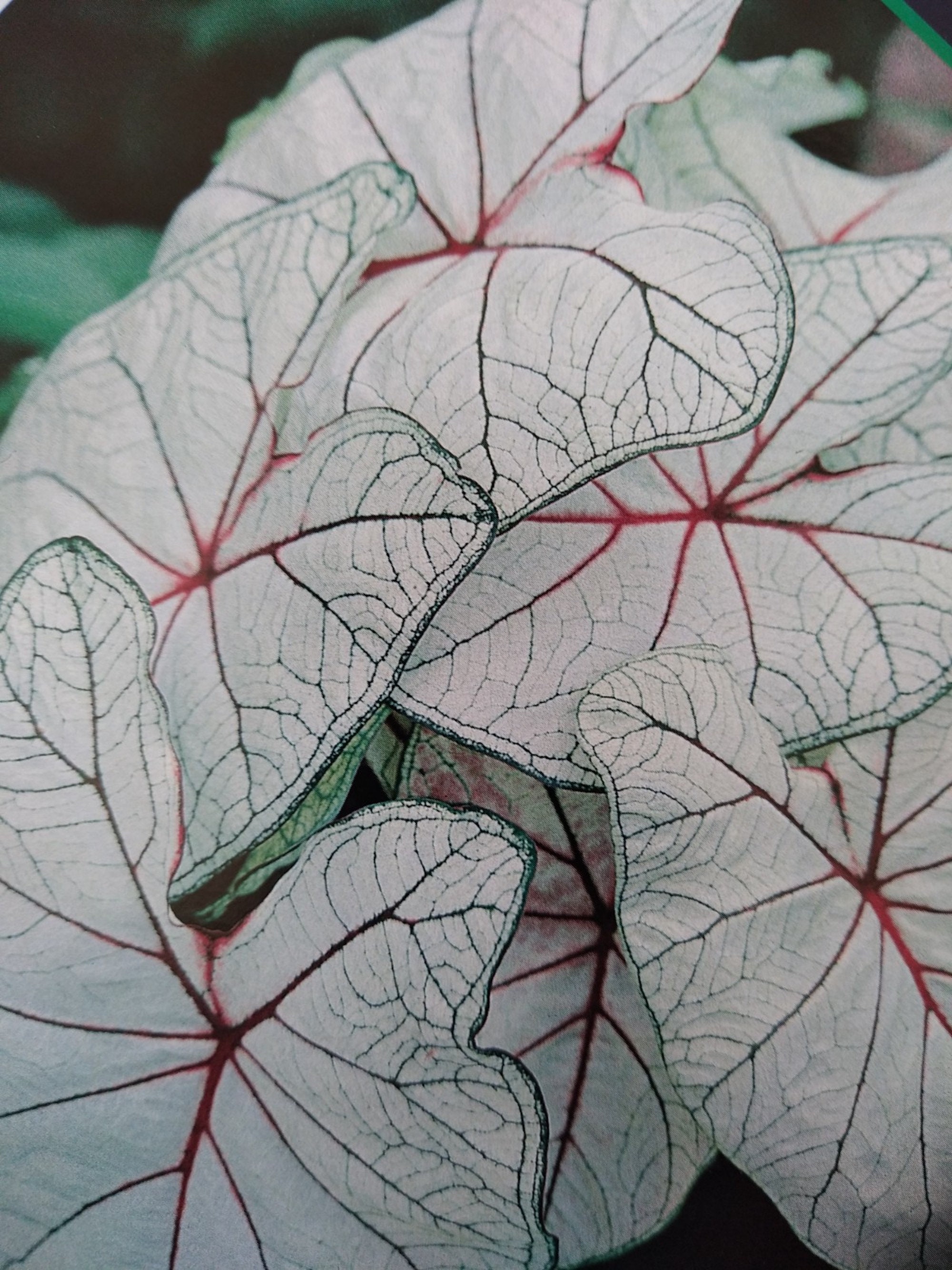 Caladium Florida Fantasy