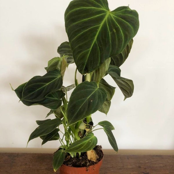 Philodendron Splendid