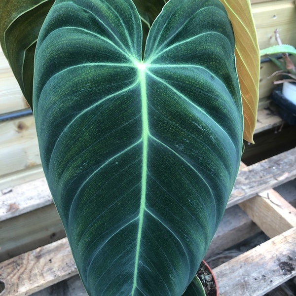 Philodendron melanocrysum