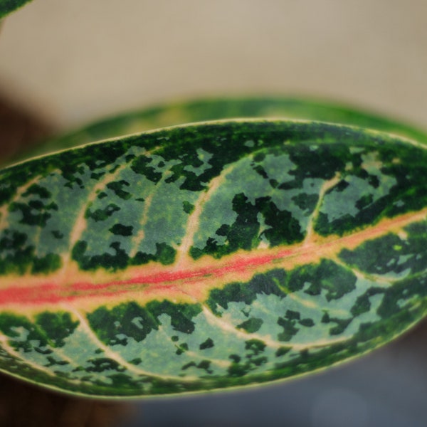 Aglaonema Orange Flame