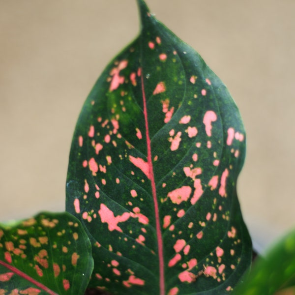 Aglaonema Leopard Pink