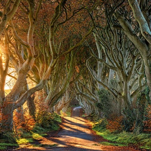 The Dark Hedges, Bela Impressão Fine Art, Impressão Giclée Fotográfica, Tapeçarias, Decoração de Parede