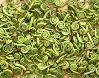 Pre-Order 2 lbs of Fresh Maine Fiddleheads, hand picked/cleaned.