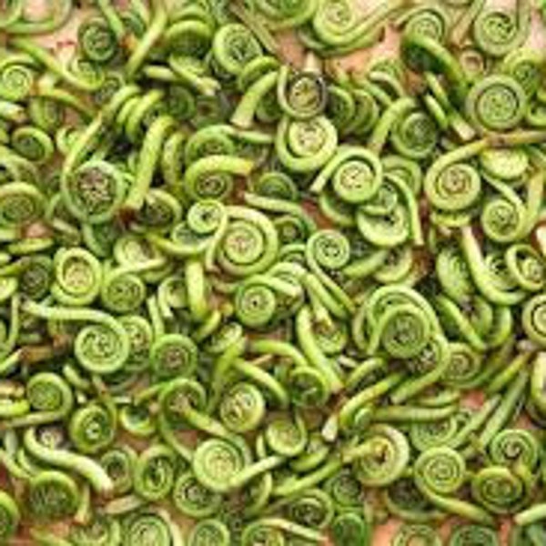Pre-Order 2 lbs of Fresh Maine Fiddleheads, hand picked/cleaned.
