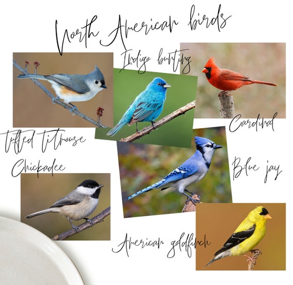 鳥の皿：陶器製食器6枚セット、北米の鳥のイラスト - Etsy 日本