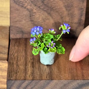 Könnte beinhalten: Miniatur-Topfpflanze mit leuchtend blauen Blüten und grünen Blättern. Die kleine Pflanze, in einem grauen Topf, zeigt eine zarte Blumenanordnung. Die Pflanze steht auf einer dunklen Holzoberfläche.