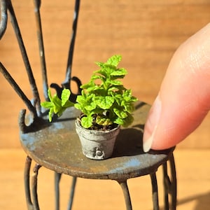May include: A miniature green plant with textured leaves potted in a small, weathered gray clay pot. The tiny plant sits on the seat of a rustic, dark metal chair with a curved backrest, showcasing a detailed and realistic scale model design.