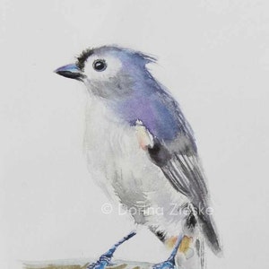 Tufted Titmouse Watercolor Bird Print, Small Bird Art, Great Birthday Gifts, Wildlife Bird Gifts, Bird Lover art, Print by Dorina Zieske