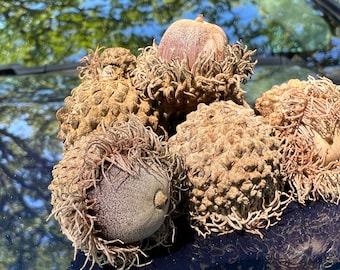 RARE glands de chêne à gros fruits sans pesticides Biologique Grands multiples disponibles Rendement de la culture de la rampe