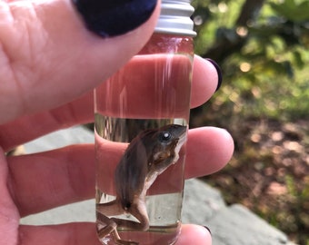 Baby White's Tree Frog Wet Specimen- Ethically Preserved Amphibian- Oddities- Collectible Taxidermy