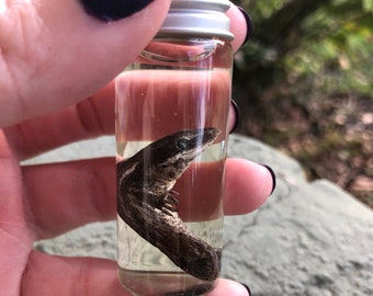 Baby Gargoyle Gecko Wet Specimen- Rare Exotic Reptile- Oddities Curio- Collectible Taxidermy- Gothic Decor