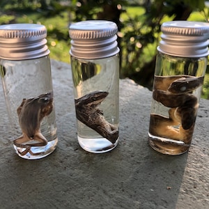 Wet Specimen- Reptile- Amphibian- Oddities