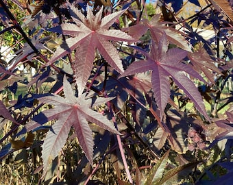 Purple New Zealand Castor plant seeds