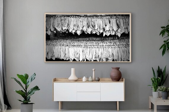 Drying Tobacco Leaves Viñales Cuba Black and White Samsung Frame TV Art  Digital Download