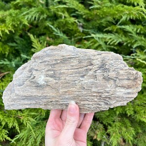 Raw Petrified Wood - Ethically sourced from Wyoming, USA