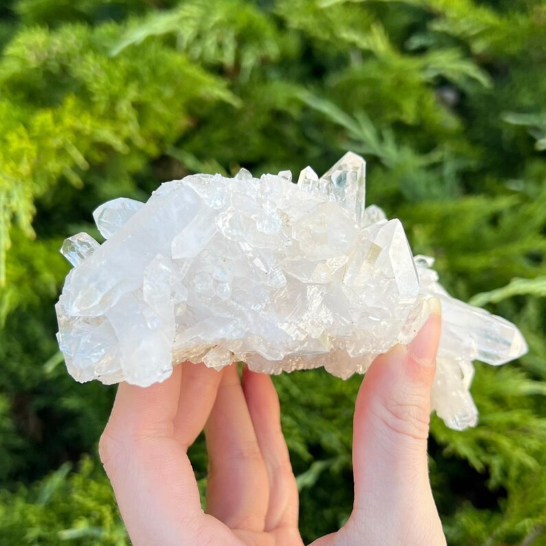May include: A cluster of clear quartz crystals, showcasing multiple points and a rough, textured base. The crystals are held against a backdrop of green foliage, highlighting their natural, raw beauty. This specimen is a natural mineral.