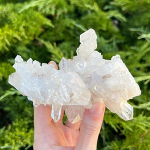 May include: A cluster of clear quartz crystals, held in a hand, against a backdrop of green foliage. The crystals are translucent and have sharp, pointed terminations, showcasing their natural, raw form. The quartz formation is a light, neutral color.