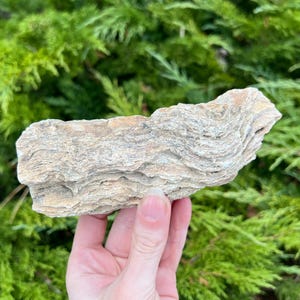 Raw Petrified Wood - Ethically sourced from Wyoming, USA