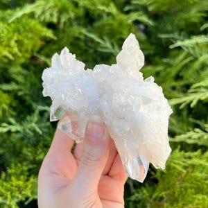 May include: A cluster of clear quartz crystals with a milky white base. The crystals are held against a backdrop of green foliage. The quartz formation has multiple points and varying sizes, reflecting light.