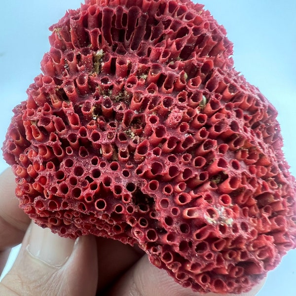 8 Natural Red Coral Ocean Beach Decor Specimen Fossil full lot 195 grams