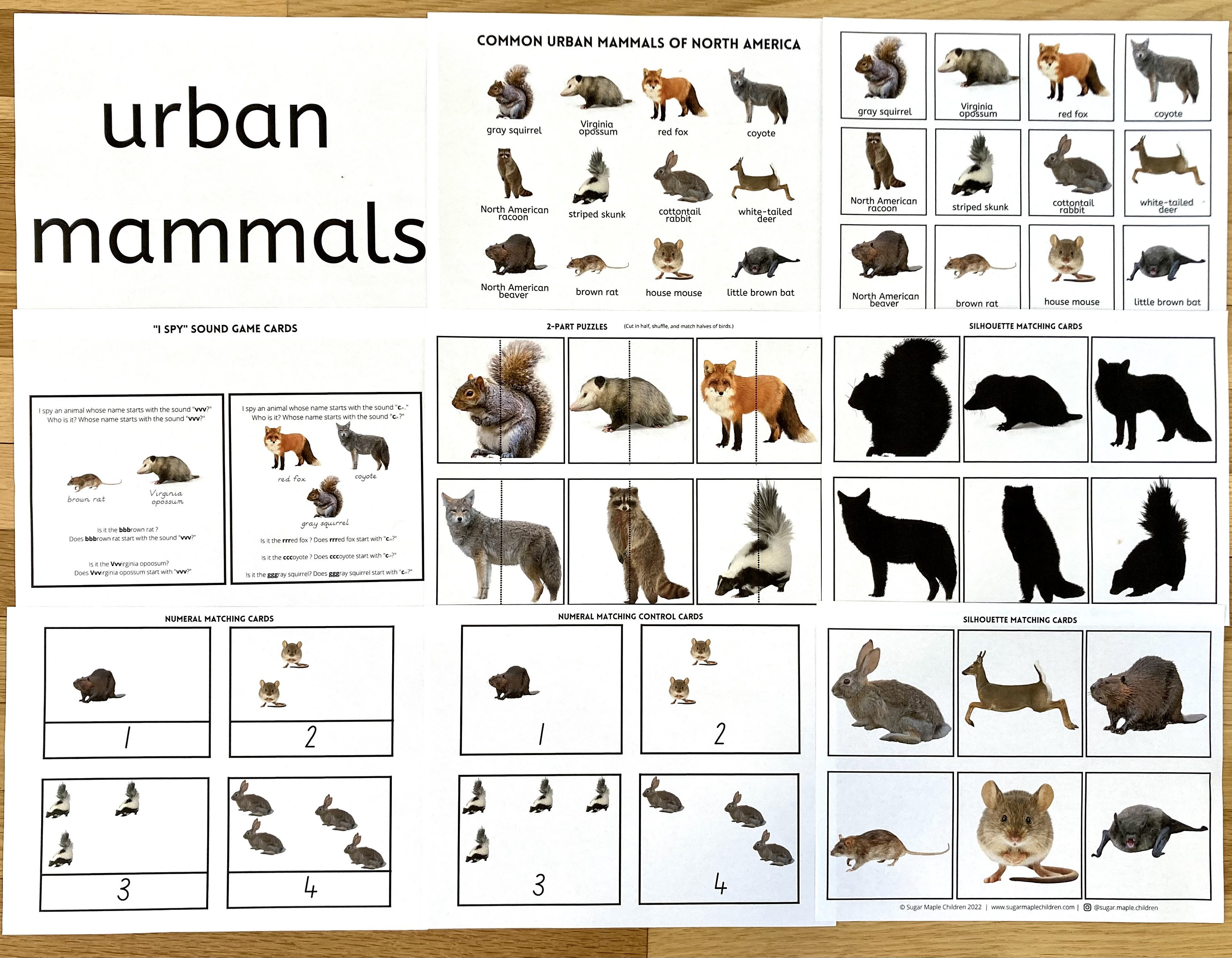 Urban Mammals of North America Montessori Inspired - Etsy Australia Urban Mammals of North America Montessori Inspired - Etsy Australia