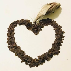 10 Milkweed Seeds of the Antelope Horn - Asclepias Asperula...  Available for Sale