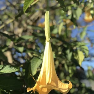 Angel Bell Flower Seeds Available for Sale.  15 Seeds per order ---&gt; FREE DOMESTIC SHIPPING