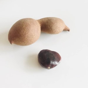 Thai Organic Tamarind Seeds Available for Sale.  5 Seeds Per Order ---&gt; FREE DOMESTIC SHIPPING