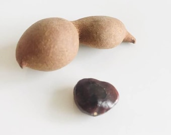 Thaise biologische tamarindezaden beschikbaar voor verkoop.  5 zaden per bestelling ---> GRATIS BINNENLANDSE VERZENDING