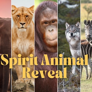 Spirit Animal Reveal