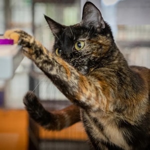 Pode incluir: Um gato tartaruga com olhos verdes estica uma pata em dire&ccedil;&atilde;o a um objeto roxo.
