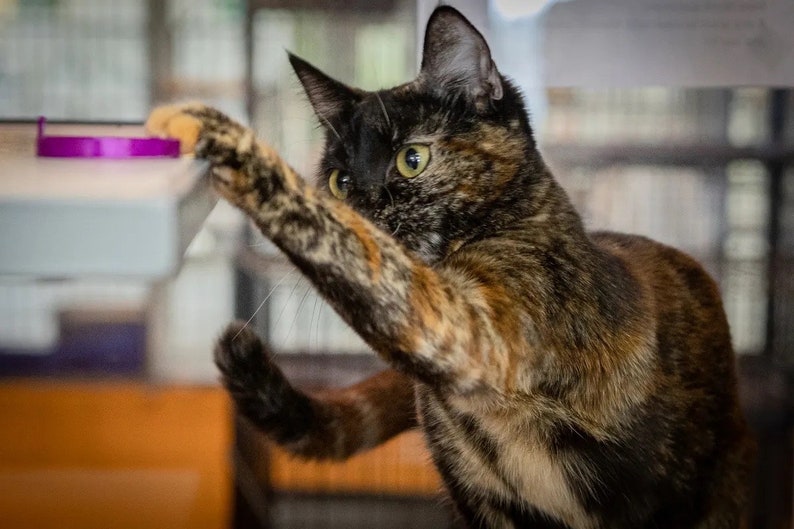 Pode incluir: Um gato tartaruga com olhos verdes estica uma pata em dire&ccedil;&atilde;o a um objeto roxo.