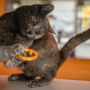 Pode incluir: Um gato cinza com uma cauda longa brinca com um brinquedo de anel laranja. O gato est&aacute; sentado em uma superf&iacute;cie cinza claro.