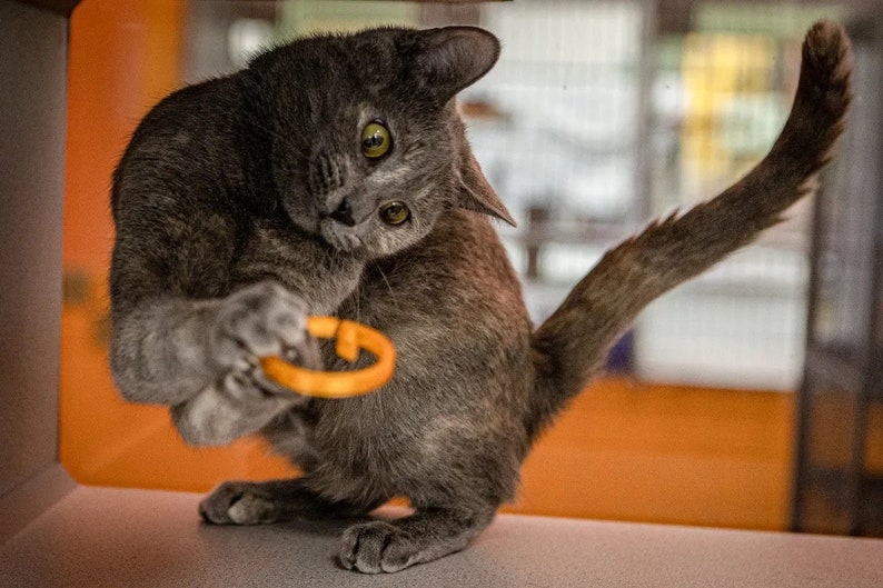 Pode incluir: Um gato cinza com uma cauda longa brinca com um brinquedo de anel laranja. O gato est&aacute; sentado em uma superf&iacute;cie cinza claro.