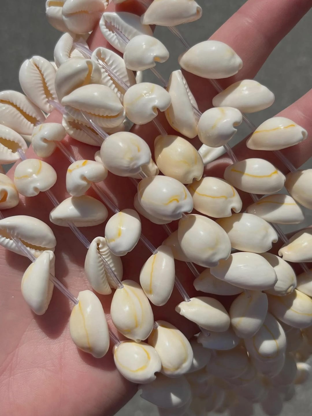 13mm X 19mm Natural Cowrie Shell Beads - Top Drilled - Full Strand - 15 ...