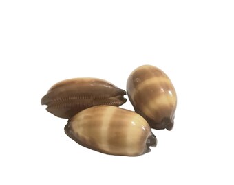 Polished Cypress Taparia Talpa-Mole Cowrey Shells Lot of 3