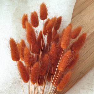 Dried Lagurus - Terracotta - 50 stems