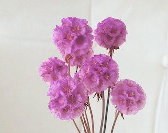 Scabiosa Stellata Stabilized - Lilac - 5 Stems