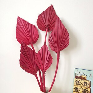 Palm spear séché - rouge - 5 tiges