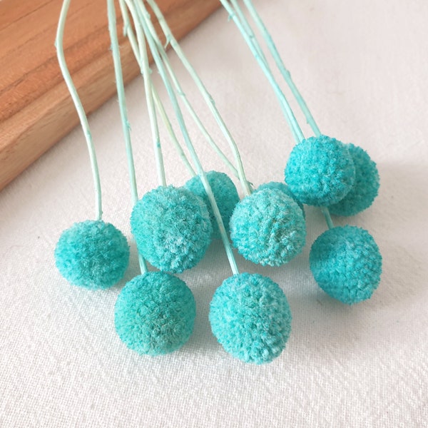 Craspedia stabilisé - Boutons Billy - Bleu Turquoise - 10 tiges