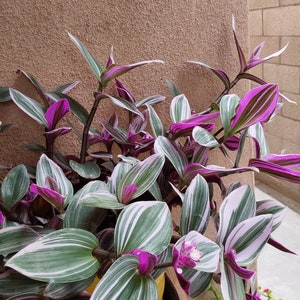 Tradescantia Nanouk/Pflanze