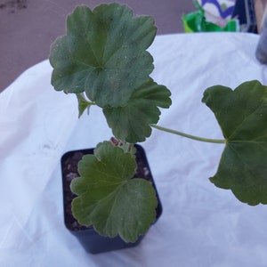 Pink Geranium plant image 3