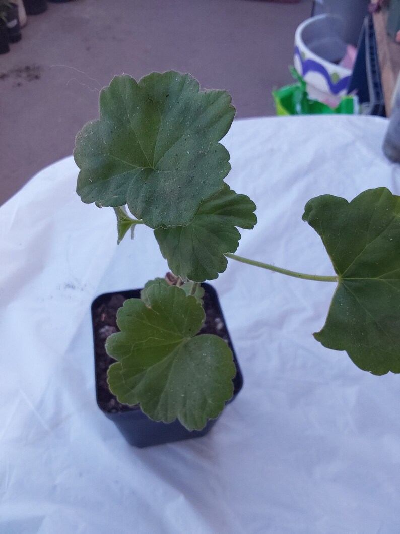 Pink Geranium plant image 3