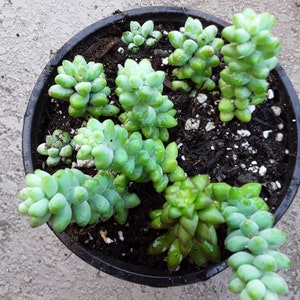 Suculent sedum donkey tail plant