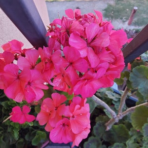 Pink Geranium plant image 10