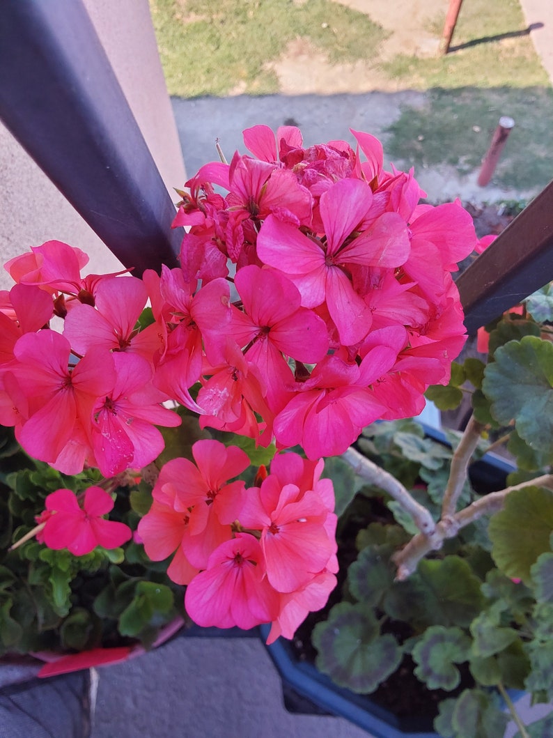 Pink Geranium plant image 10