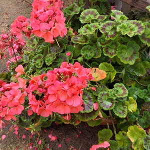 Pink Geranium plant image 9