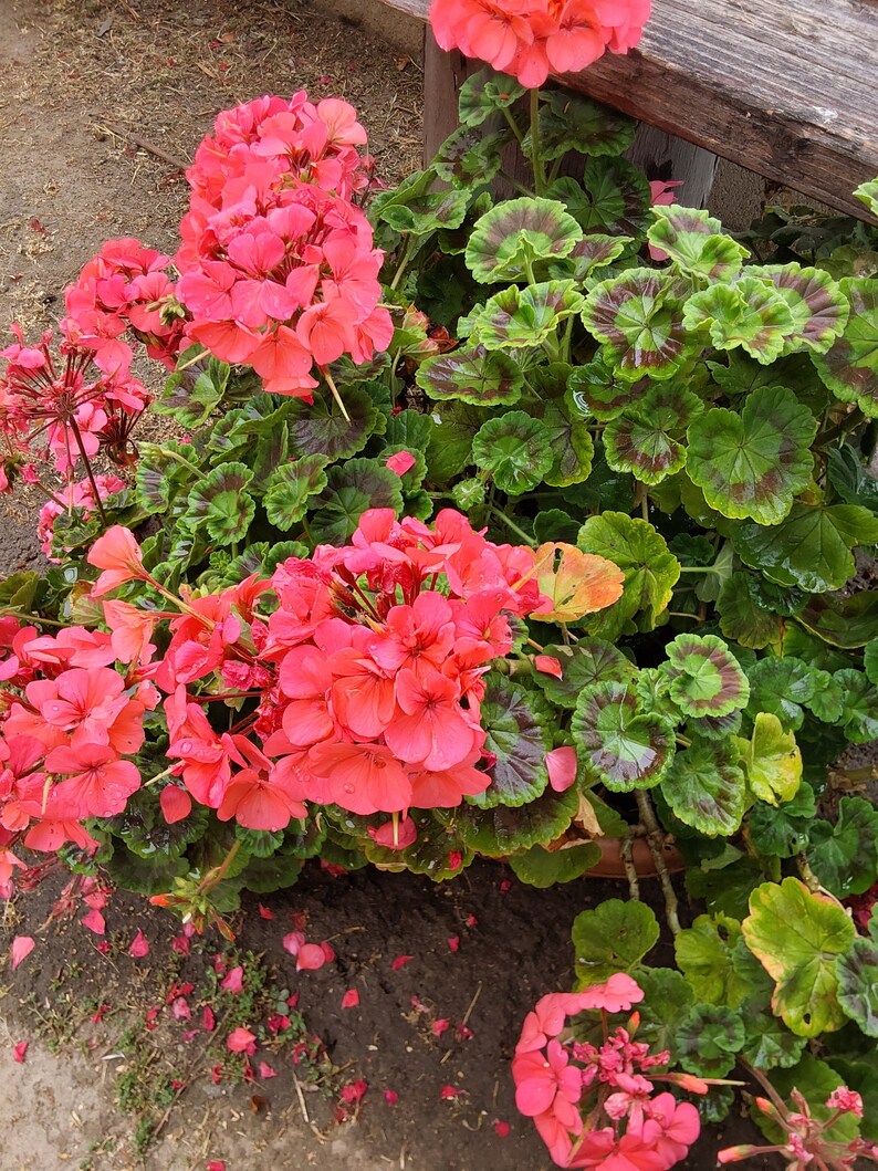 Pink Geranium plant image 9